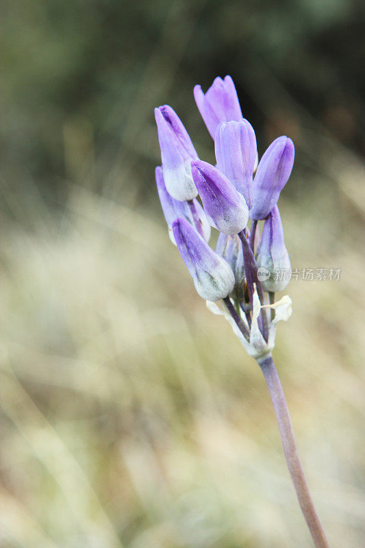 双helostemma capitatum蓝色Dicks紫色头野花